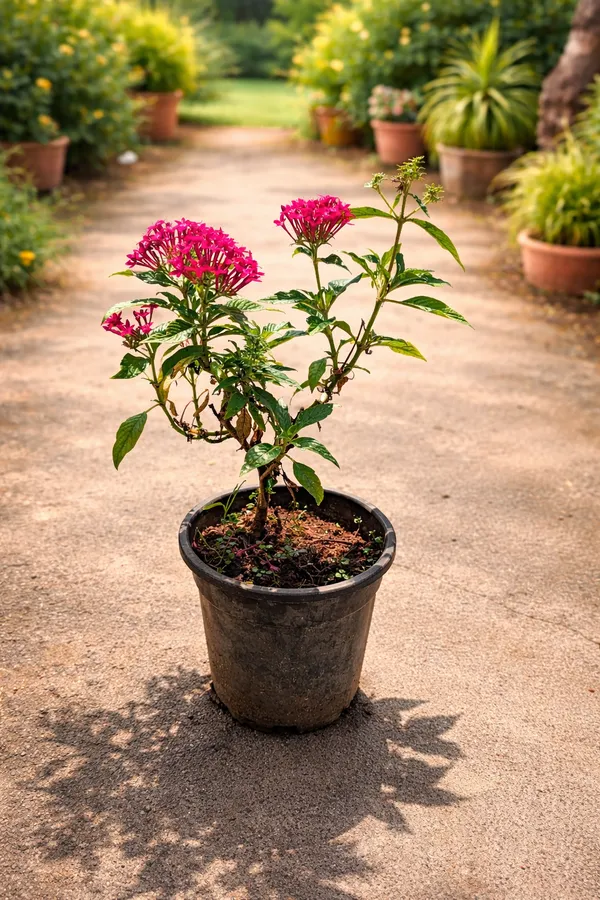 Pentas_lanceolata_plant