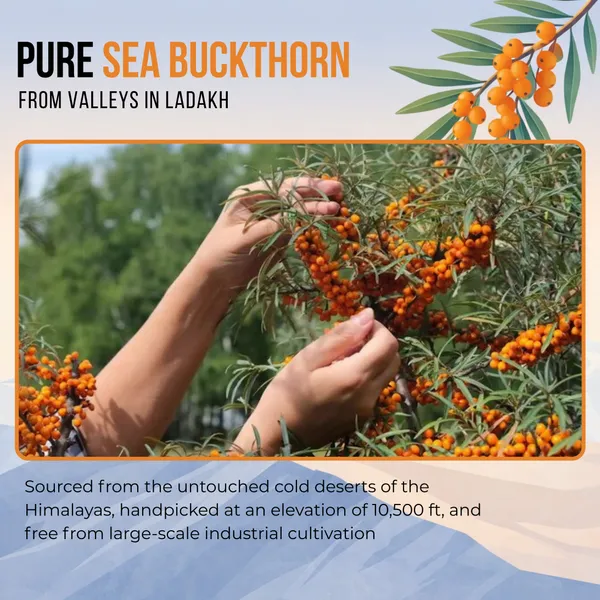 Ayuniv_Himalayan_Sea_Buckthorn_Berry_Juice_-_500_ml_-_Vitamin_C,_Omega_3_6_7_9_(500_ml)