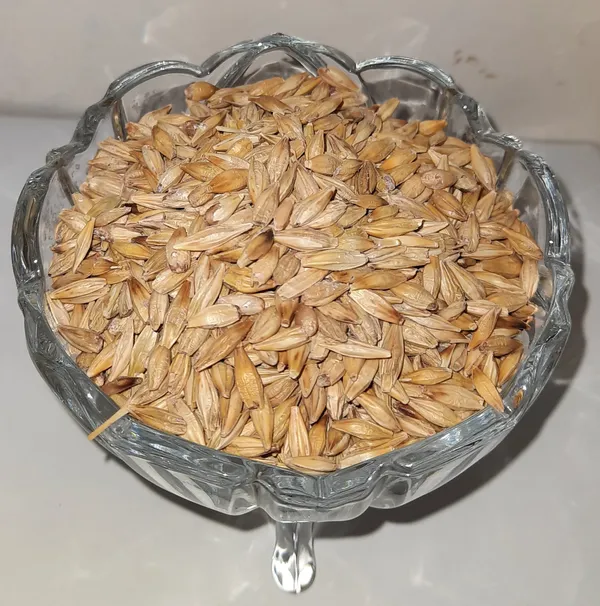 Shreewastawa's_Purely_Organic_Barley_Flour_(Jau_ka_Atta)_For_Daily_Cooking