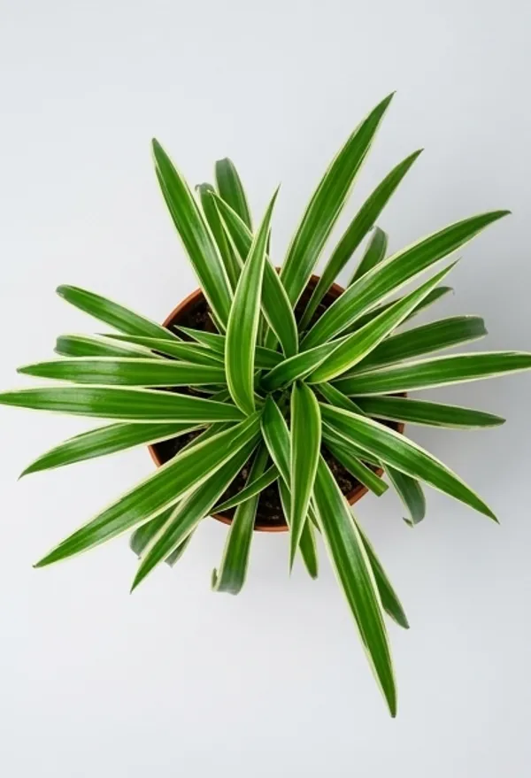 Chlorophytum_Spider_YDs