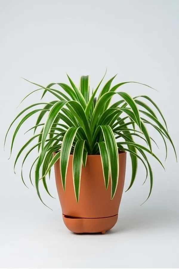 Chlorophytum_Spider_YDs