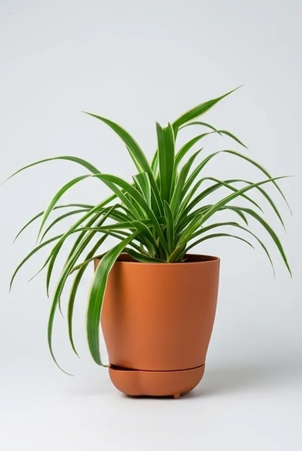 Chlorophytum_Spider_YDs