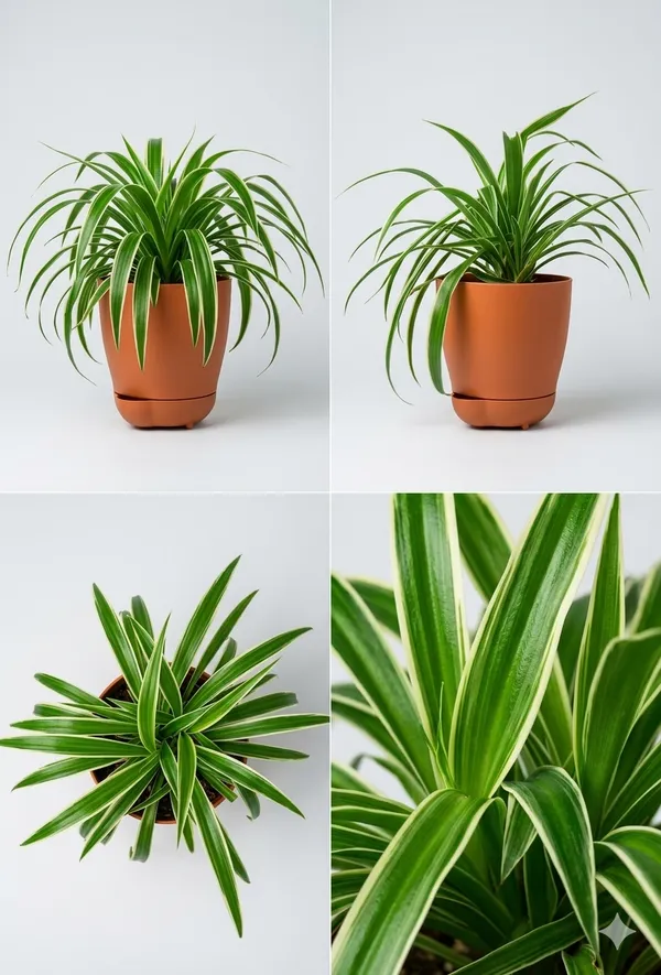 Chlorophytum_Spider_YDs