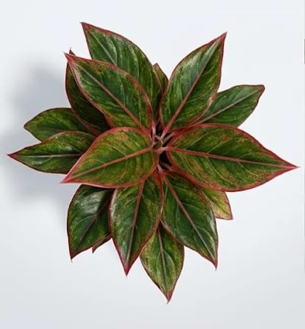 Aglaonema_Lipstick_IBs