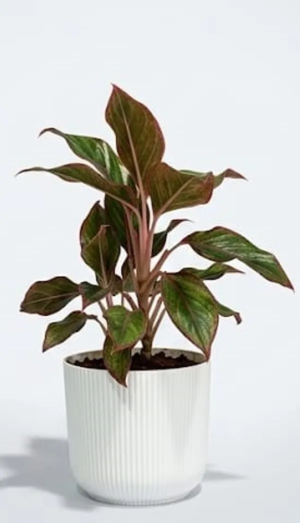 Aglaonema_Lipstick_IBs