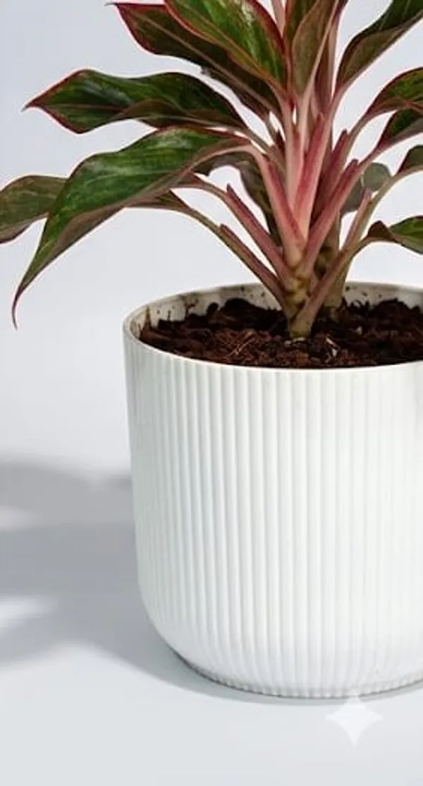 Aglaonema_Lipstick_IBs