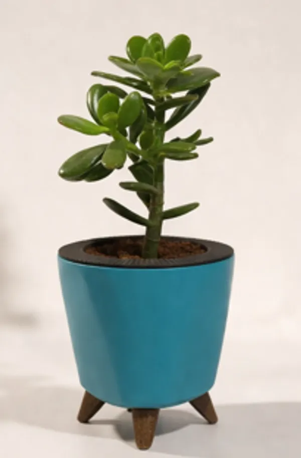 Crassula_Ovata_LGs
