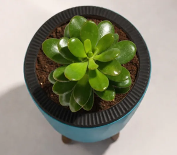 Crassula_Ovata_LGs
