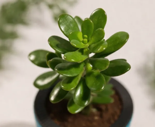 Crassula_Ovata_LGs