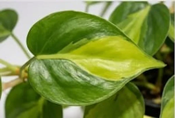 Variegated_Oxycardium_LGs