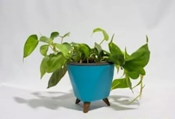 Variegated_Oxycardium_LGs