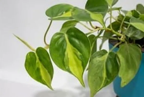 Variegated_Oxycardium_LGs