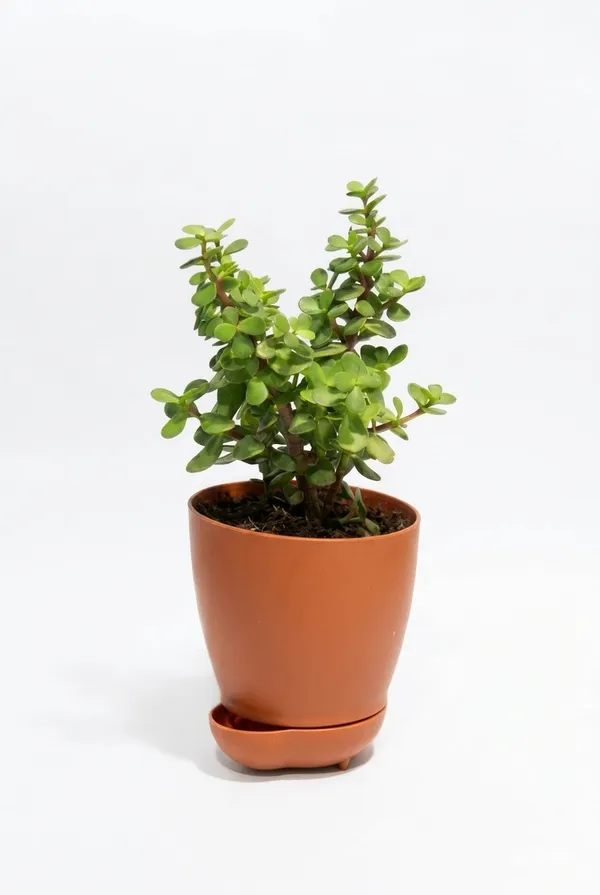 Jade_Plant_YDs