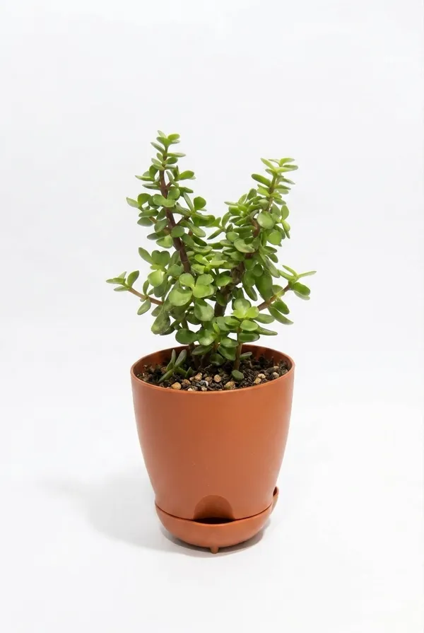 Jade_Plant_YDs