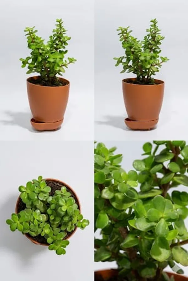 Jade_Plant_YDs