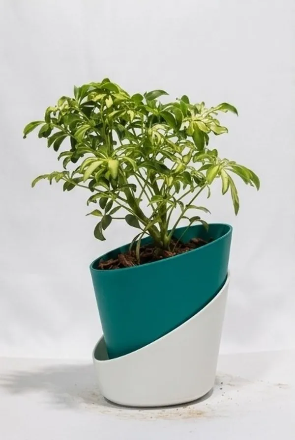 Saplera_Dwarf_Mini_ATs