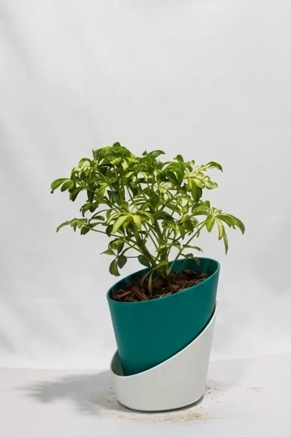 Saplera_Dwarf_Mini_ATs
