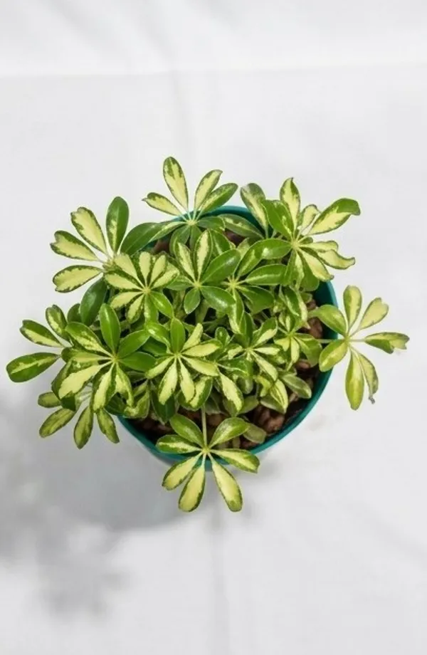 Saplera_Dwarf_Mini_ATs