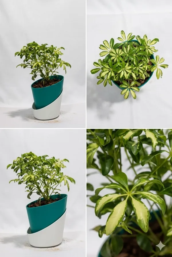 Saplera_Dwarf_Mini_ATs