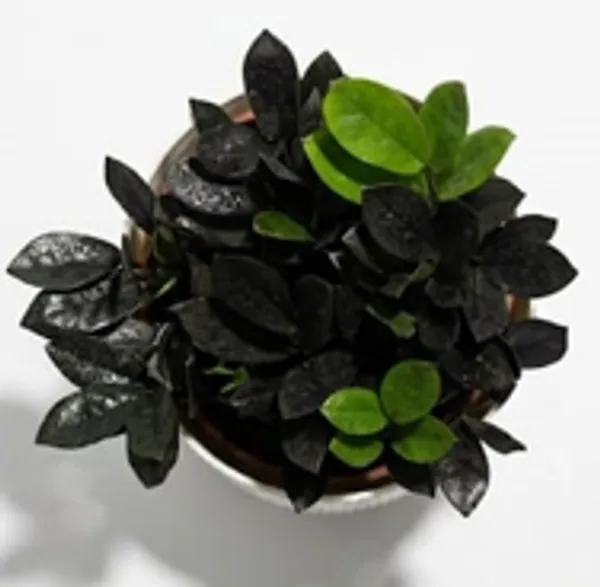 Black_ZZ_Plant_IBs
