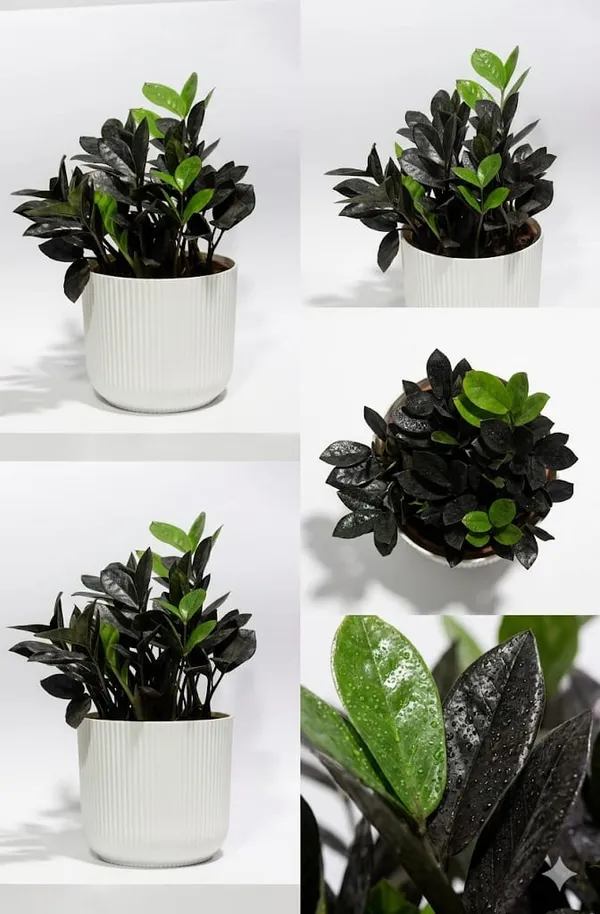 Black_ZZ_Plant_IBs