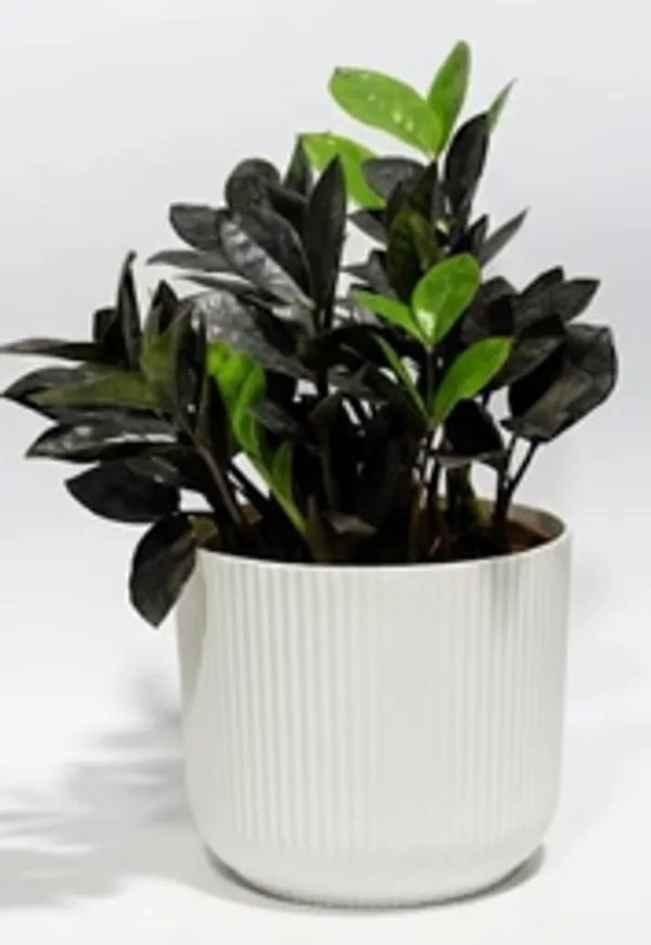 Black_ZZ_Plant_IBs