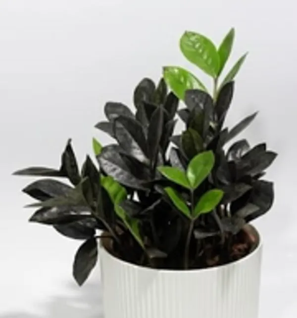 Black_ZZ_Plant_IBs