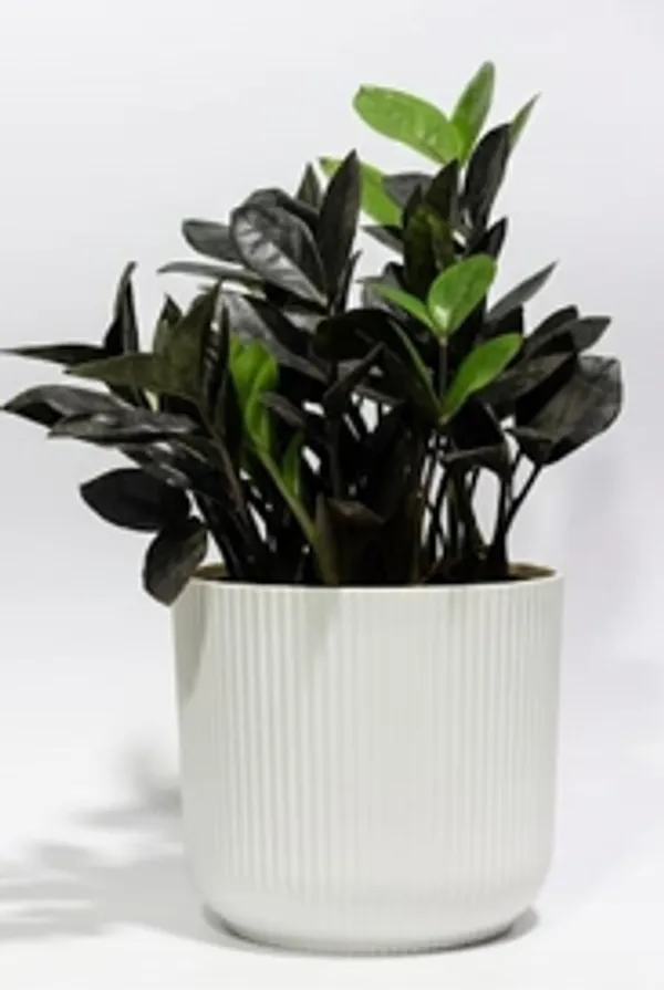 Black_ZZ_Plant_IBs
