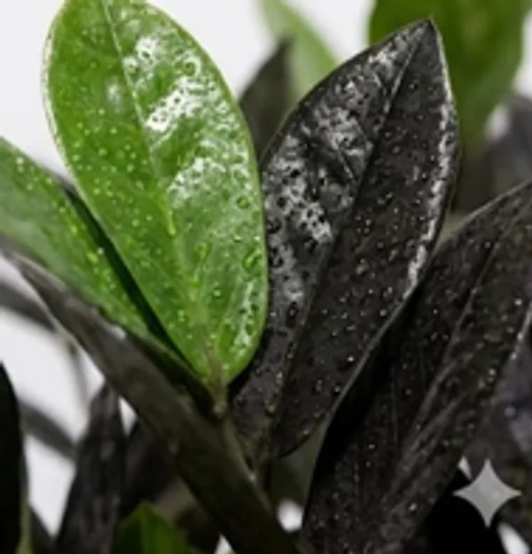 Black_ZZ_Plant_IBs
