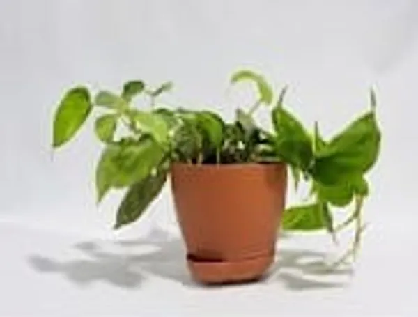 Variegated_Oxycardium_YDs