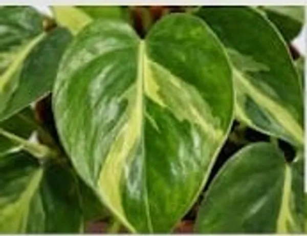 Variegated_Oxycardium_YDs