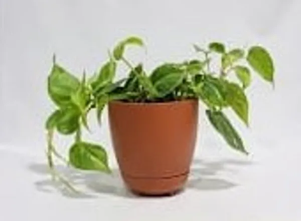 Variegated_Oxycardium_YDs