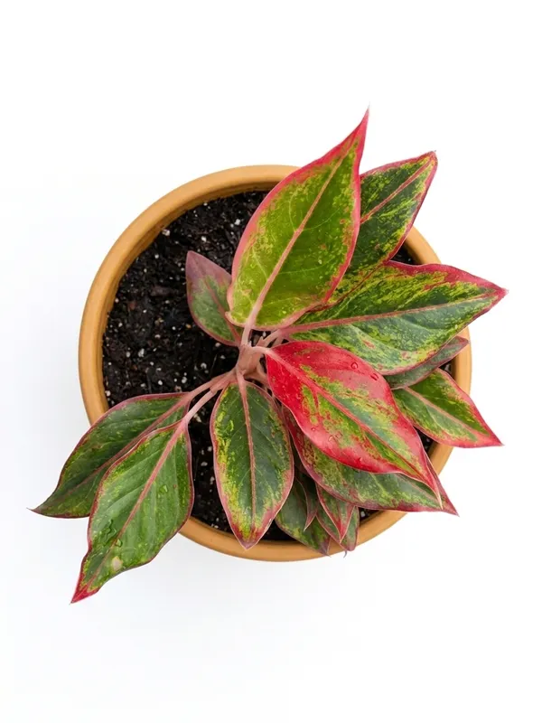 Aglaonema_Lipstick
