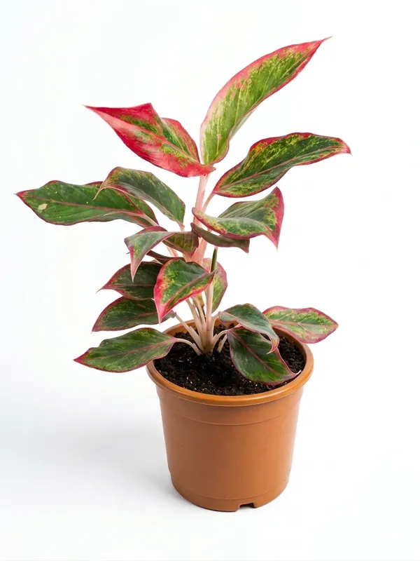 Aglaonema_Lipstick