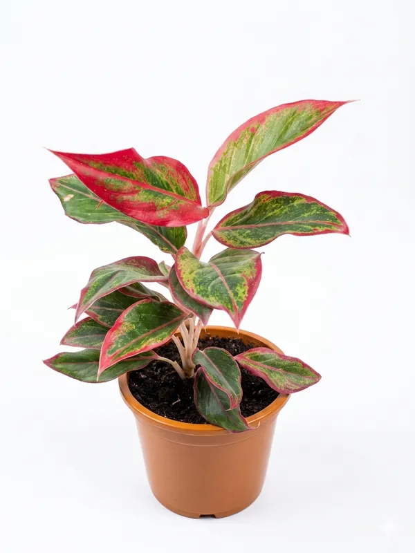 Aglaonema_Lipstick