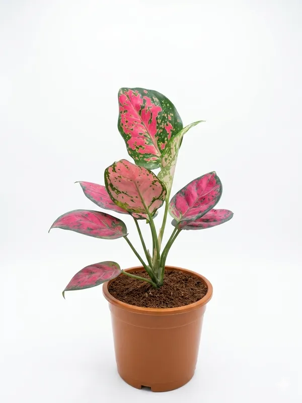 Aglaonema_Pink_Plant