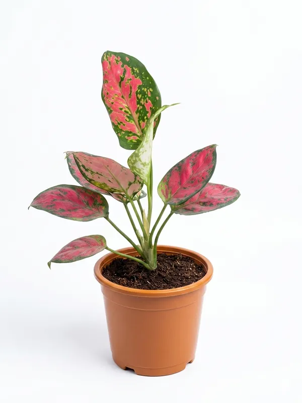 Aglaonema_Pink_Plant