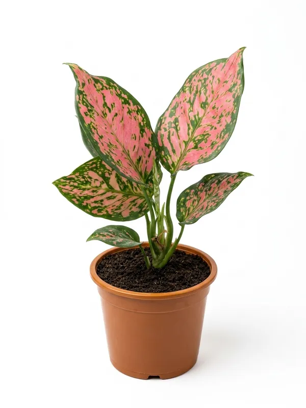 Aglaonema_Pink_Plant