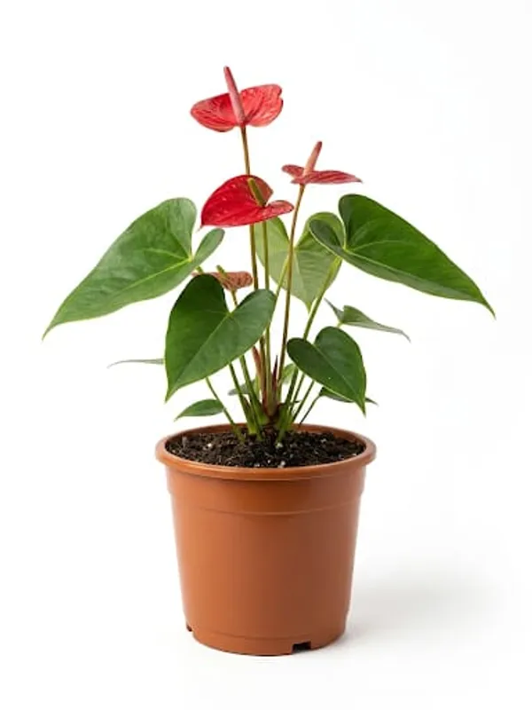Anthurium_Plant