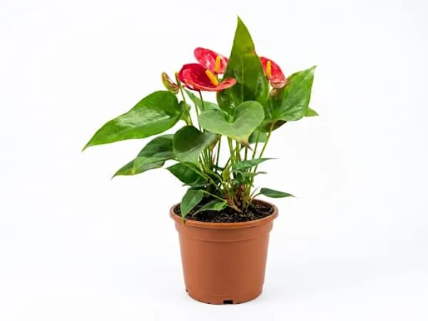 Anthurium_Plant