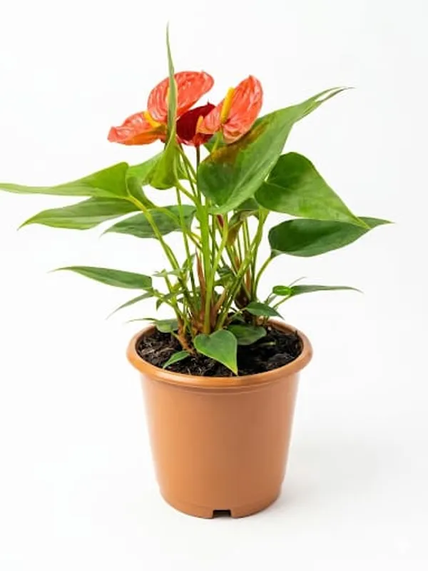 Anthurium_Plant