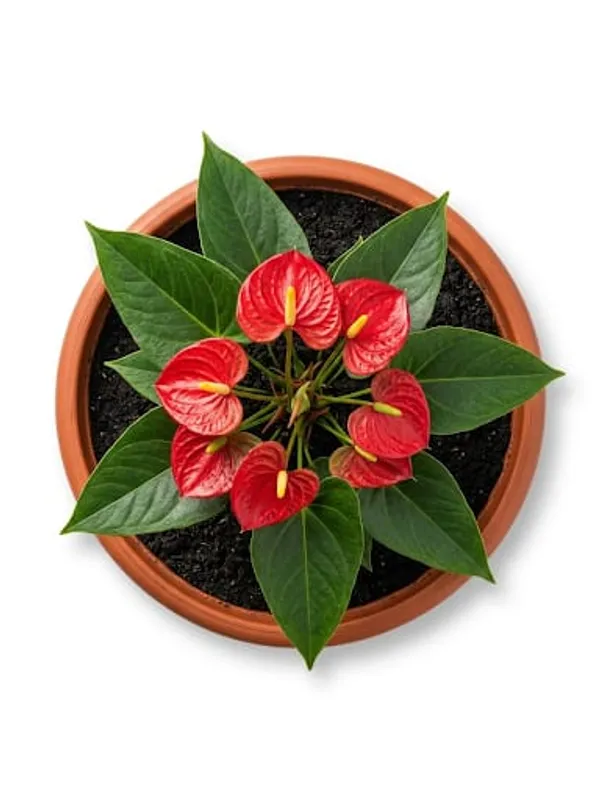 Anthurium_Plant