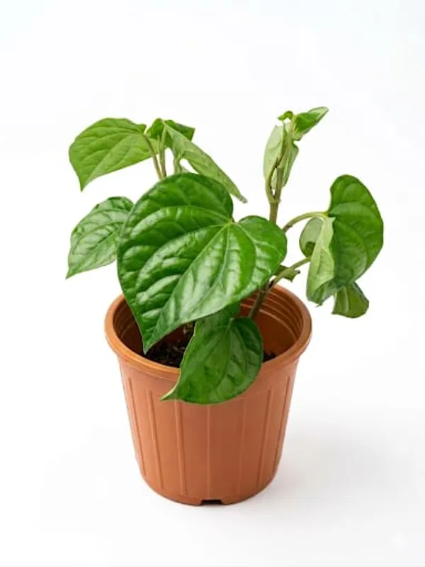 Betal_Leaf