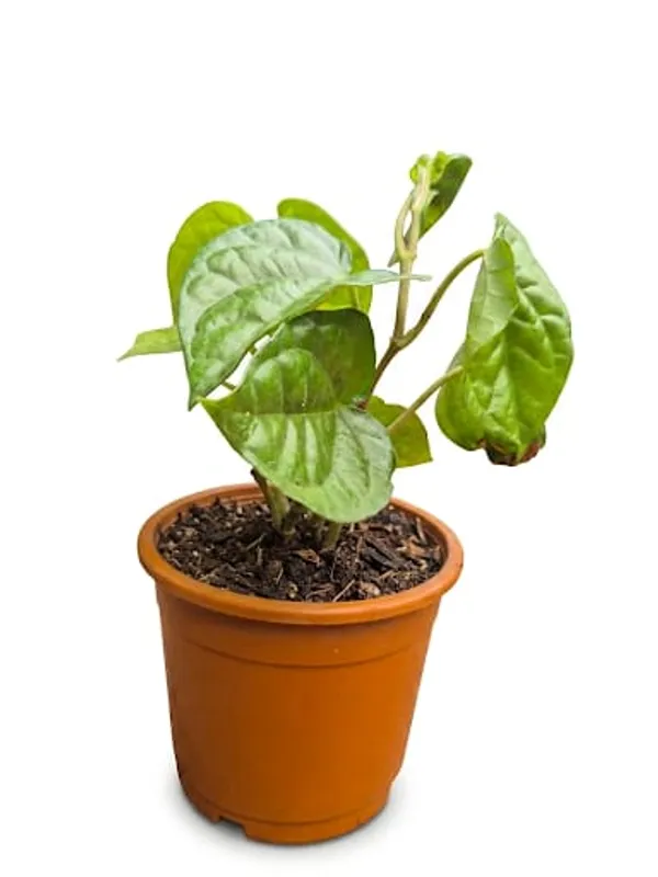 Betal_Leaf