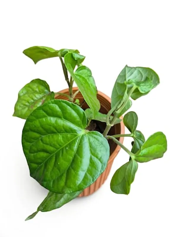 Betal_Leaf