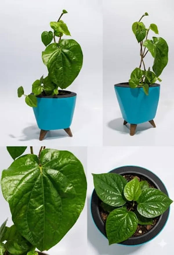 Betel_Leaf_LGs