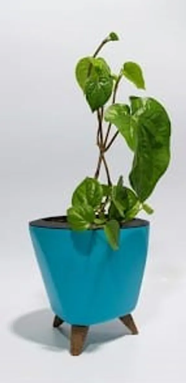 Betel_Leaf_LGs