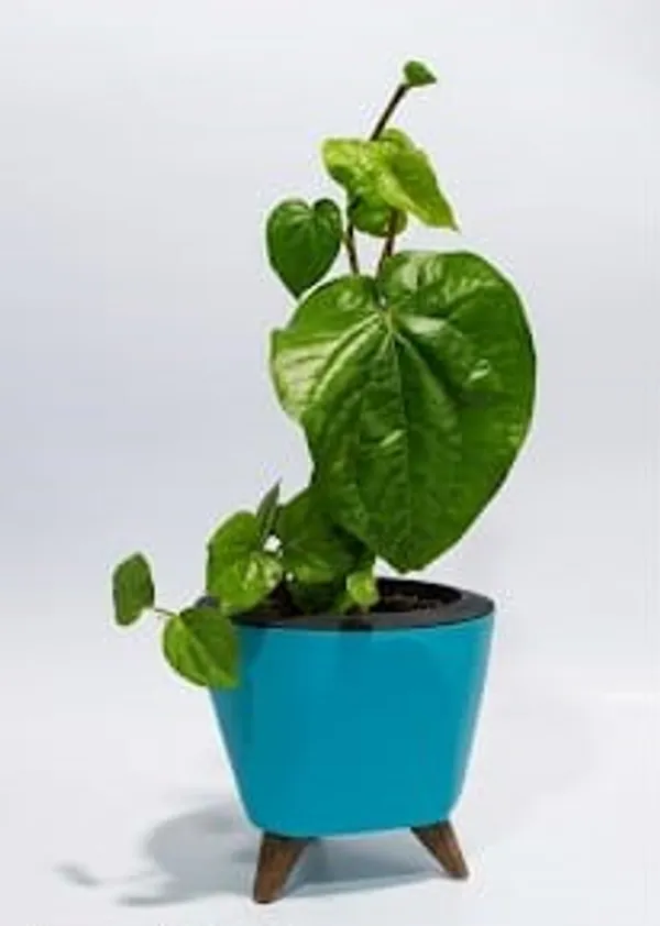 Betel_Leaf_LGs