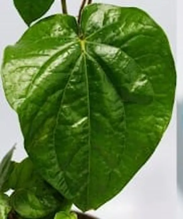 Betel_Leaf_LGs