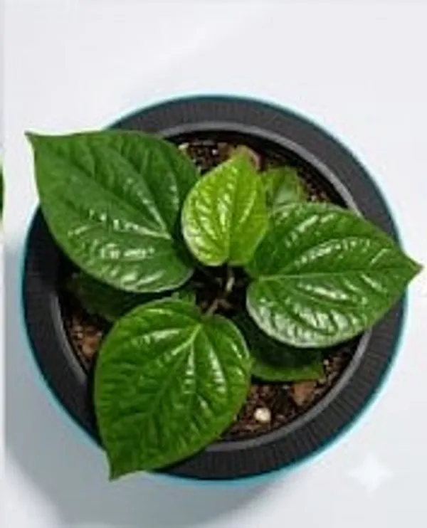 Betel_Leaf_LGs